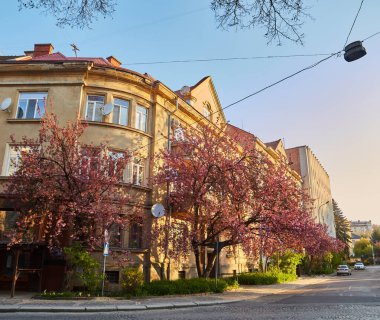 Uzhhorod, Ukrayna 'daki şehir sokaklarında sakura ağaçları açıyor. Ağaçlarda renkli sakura çiçekleri. İlkbahar şehir manzarası