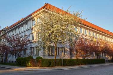 Blooming sakura trees on the city streets in Uzhhorod, Ukraine. Colorful sakura flowers on the trees. Springtime cityscape