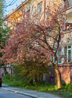 Sokakta çiçek açan güzel sakura ağaçları. Pembe sakura çiçekleri, güneşli bir ışıkta, Spring City caddesinde manzara manzarası. Şehirde baharın tadını çıkarıyorum.