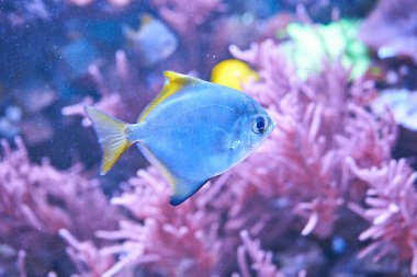 Akvaryumdaki renkli balıklar