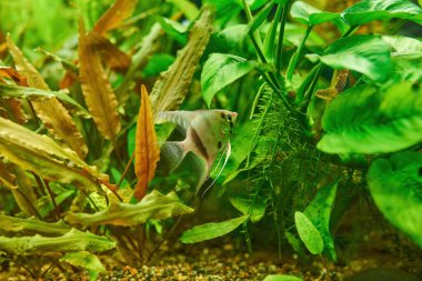 Süslü balık Scalaria veya melek balığı Pterophyllum scalare yakın planda.