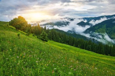 Alplerde yeşil çayırlar, çiçek açan çiçekler ve arka planda karla kaplı dağ tepeleri olan Idyllic manzarası.