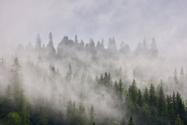 Dağlarda sis ve sıra sıra ağaçlarla kaplı bir manzara.