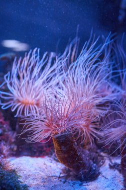 deniz şakayıkları mercan resifleri, suyun altında parlak mor ışıkla yakınlaşır.