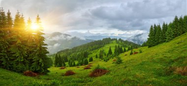 Alplerde yeşil çayırlar, çiçek açan çiçekler ve arka planda karla kaplı dağ tepeleri olan Idyllic manzarası.