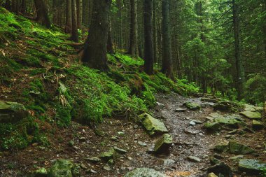 Baskı için güzel bir manzara. Dağ ormanında yürüyüş yolu.