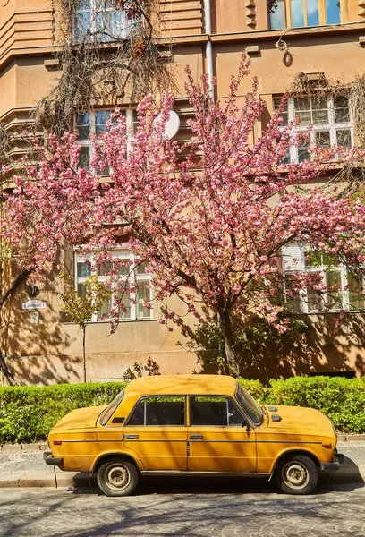 Blooming sakura trees on the city streets in Uzhhorod, Ukraine. Colorful sakura flowers on the trees. Springtime cityscape