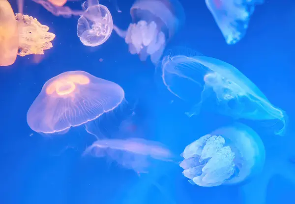 Aurelia aurita common moon jellyfish colony in dark water with glowing purple light as dark underwater background