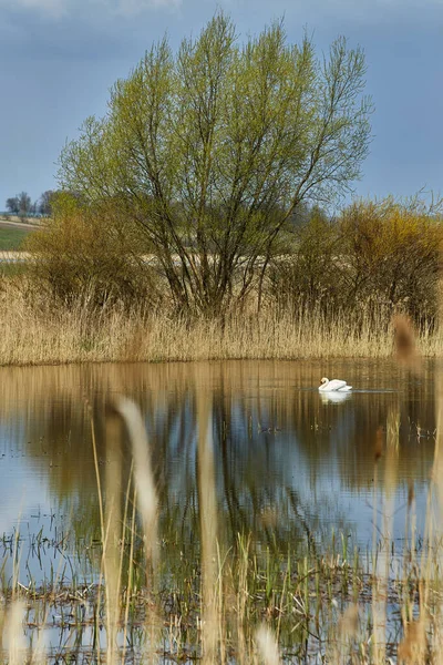 Swans seen in wild, natural environment during fall, autumn with grass reeds sticking up from water, lake.