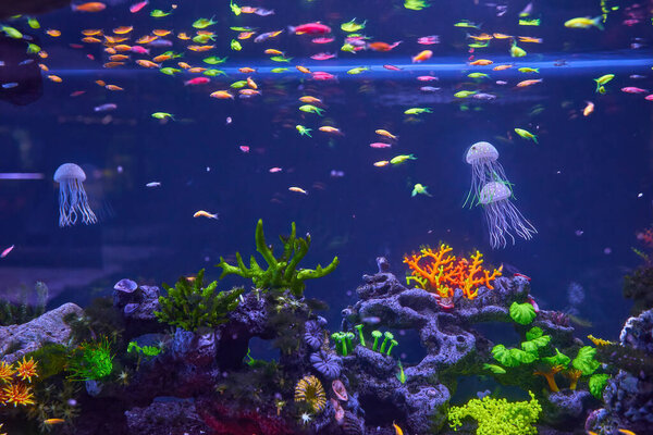 Beautiful jellyfish, medusa in the neon light with the fishes. Aquarium with blue jellyfish and lots of fish. Making an aquarium with corrals and ocean wildlife. Underwater life in ocean jellyfish.
