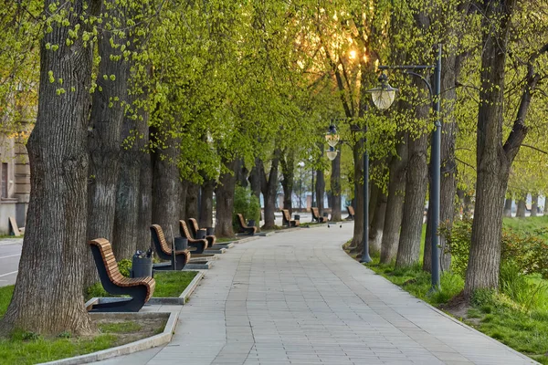 欧洲最长的林登小巷在Uzhhorod市 早春娇嫩的绿叶 乌克兰 图库照片