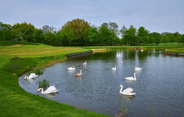 Bir sürü kuğu suni bir gölün üzerinde süzülüyor yemyeşil çimenli yeşil bir arazide.