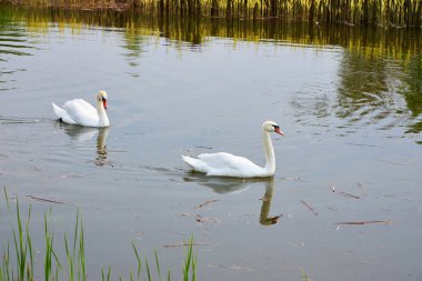 Bir sürü kuğu suni bir gölün üzerinde süzülüyor yemyeşil çimenli yeşil bir arazide.