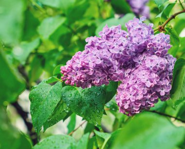 Büyük leylak dalları çiçek açar. Bahar leylaklarının parlak çiçekleri. Bulanık arka planda bahar mavisi leylak çiçekleri. Bir buket mor çiçek.