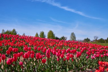 Parktaki bir grup kırmızı lale. Bahar manzarası.