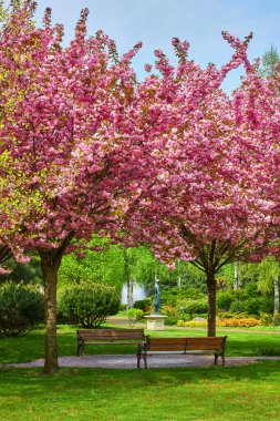 Parkta çiçek açan sakura ağaçlarıyla güzel bir bahar manzarası
