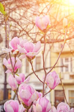Güzel manolya ağacı. Manolya çiçeğini kapat. Uzhgorod Ukrayna 'da ilkbahar.