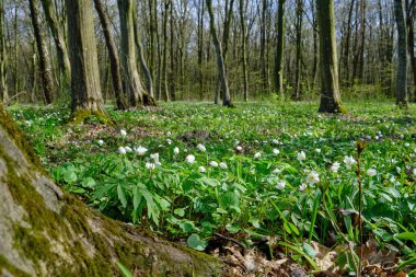 Anemone nemorosa is an early-spring flowering plant in the genus Anemone in the family Ranunculaceae. Common names include wood anemone, windflower