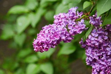 İlkbaharda mor leylak çalıları çiçek açar. Yeşil bahçede güzel çiçekli duvar kâğıdı