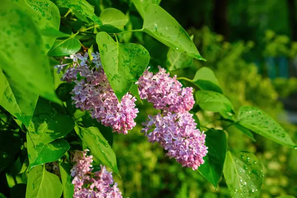 Beautiful lilac flowers with selective focus. Purple lilac flower with blurred green leaves. Spring blossom. Blooming lilac bush with tender tiny flower. Purple lilac flower on the bush.