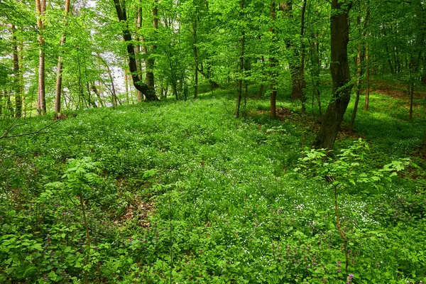 Path through field of wild garlic Allium ursinum in a sunlit forest.