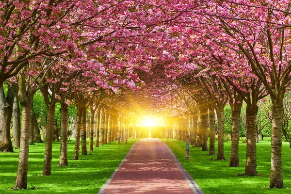 Parkta Çiçek Açan Sakura Ağaçlarıyla Güzel Bir Bahar Manzarası Telifsiz Stok Imajlar