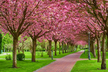 Çiçek açması ile alley Kırmızı elma ağaçlarının ile Park. Bahar manzara