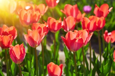 Kırmızı lale çiçekleriyle bahar arkaplanı. Güzel çiçek açan lale tarlası. İlkbahar. afiş, boşluğu kopyala