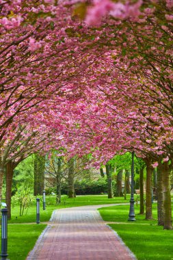 Sakura Kiraz Çiçeği Sokağı. Baharda çiçek açan kiraz ağaçları ve yeşil çimlerle muhteşem manzaralı bir park. Kiraz ağacının pembe çiçekleri.