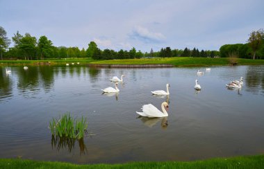 Sayısız kuğunun zarif bir şekilde yapay bir gölde yüzdüğü yeşil yemyeşil çimlerle çevrili bir arazi.