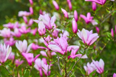 Mor manolya, çiçek ve tomurcuklu dal, Magnolia liiflora magnoliaceae.