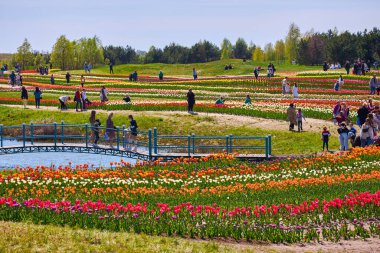 Renkli laleli çiçek tarhı. Lale çiçekleri. Çiçek açan parkta lale çiçekleri.