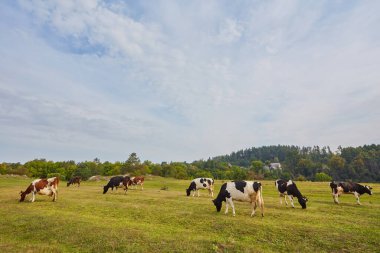 Benekli ineklerin açık mavi bir gökyüzünün arka planında yemyeşil bir çayırda otladığı resim gibi bir manzara. Sakin ve sakin bir ortam huzur ve sükuneti çağrıştırıyor. Bu da onu rahatlama ve meditasyon için mükemmel bir yer yapıyor..