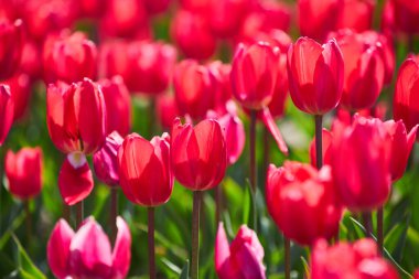 Kahrolası Goland laleleri. Çok renkli laleler bayram ve bahar konsepti olarak yakın plan çekiliyor. Metin ve kopya alanı için yeri olan çiçeklerle süslenmiş. Hollanda 'da Lale Festivali.
