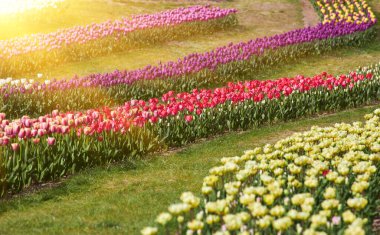 Tarladaki seçici odak sırası çok renkli lale, çiftlikteki renkli çiçeklerin sırası, laleler uzun ömürlü otobur jeofitler, doğanın çiçekli arka planı, Hollanda.
