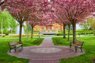 Sakura Kiraz Çiçeği Sokağı. Baharda çiçek açan kiraz ağaçları ve yeşil çimlerle muhteşem manzaralı bir park. Kiraz ağacının pembe çiçekleri.