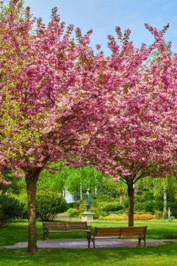 Çiçek açması ile alley Kırmızı elma ağaçlarının ile Park. Bahar manzara