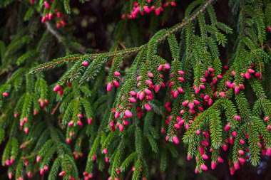 Spruce çiçeği. Köknar ağacı fırçalarında büyüyen küçük parlak pembe kozalaklı çiçekler veya kozalaklar.