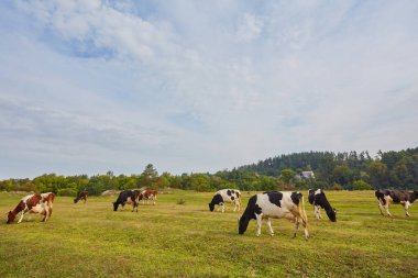 Berrak mavi bir gökyüzünün altında yemyeşil bir çayırda otlayan benekli ineklerin yer aldığı pastoral bir manzara. Kırsal kesimin sakin ve sakin atmosferi aşikar ve bu huzurlu ortamda insan kendini rahat hissetmeden edemiyor..