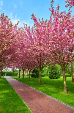 Çiçek açması ile alley Kırmızı elma ağaçlarının ile Park. Bahar manzara