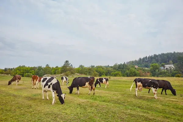 Berrak mavi bir gökyüzünün altında yemyeşil bir çayırda otlayan benekli ineklerin yer aldığı pastoral bir manzara. Kırsal kesimin sakin ve sakin atmosferi aşikar ve bu huzurlu ortamda insan kendini rahat hissetmeden edemiyor..