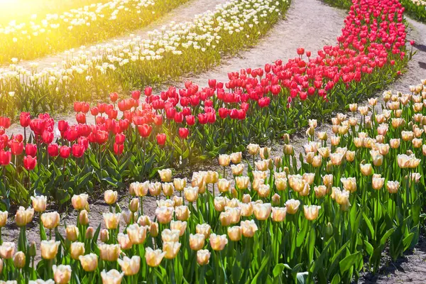 Flower bed with colorful tulips. Tulip flowers. Tulip flowers in blooming park.