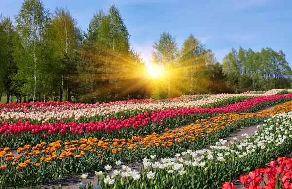 Flower bed with colorful tulips. Tulip flowers. Tulip flowers in blooming park.