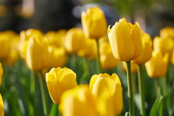 Stock image Spring blossoming yellow tulips, bokeh flower background, pastel and soft floral card, selective focus