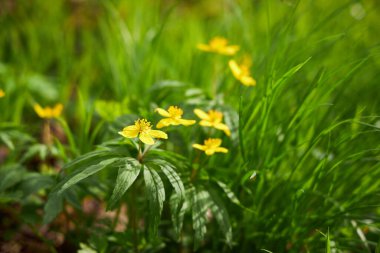Erken baharda çiçek açması mantarı çiçek orman içinde. Doğada Güzellik.