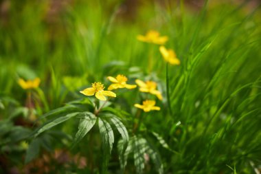 Erken baharda çiçek açması mantarı çiçek orman içinde. Doğada Güzellik.