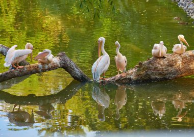 Dört zarif pembe pelikan sakin suların üzerindeki bir ağaç dalına tünemiş. Suyun yüzeyindeki zarif pozları ve yansımaları doğanın güzelliğinin çarpıcı bir görüntüsünü yaratır..