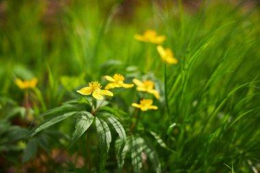 Gün batımı, Bahar doğa zemin üzerine yeşil orman çiçekli
