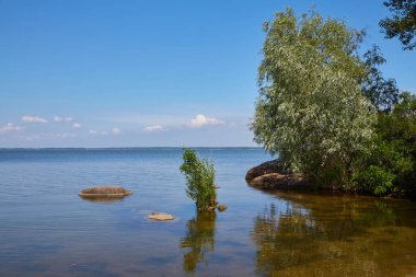 yaz günü gölet ve su bitkileri