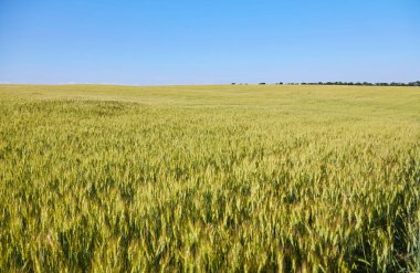 Derin mavi gökyüzünün altındaki sarı alan. Panoramik görünüm
